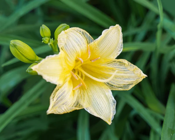 Yellow daylily macro