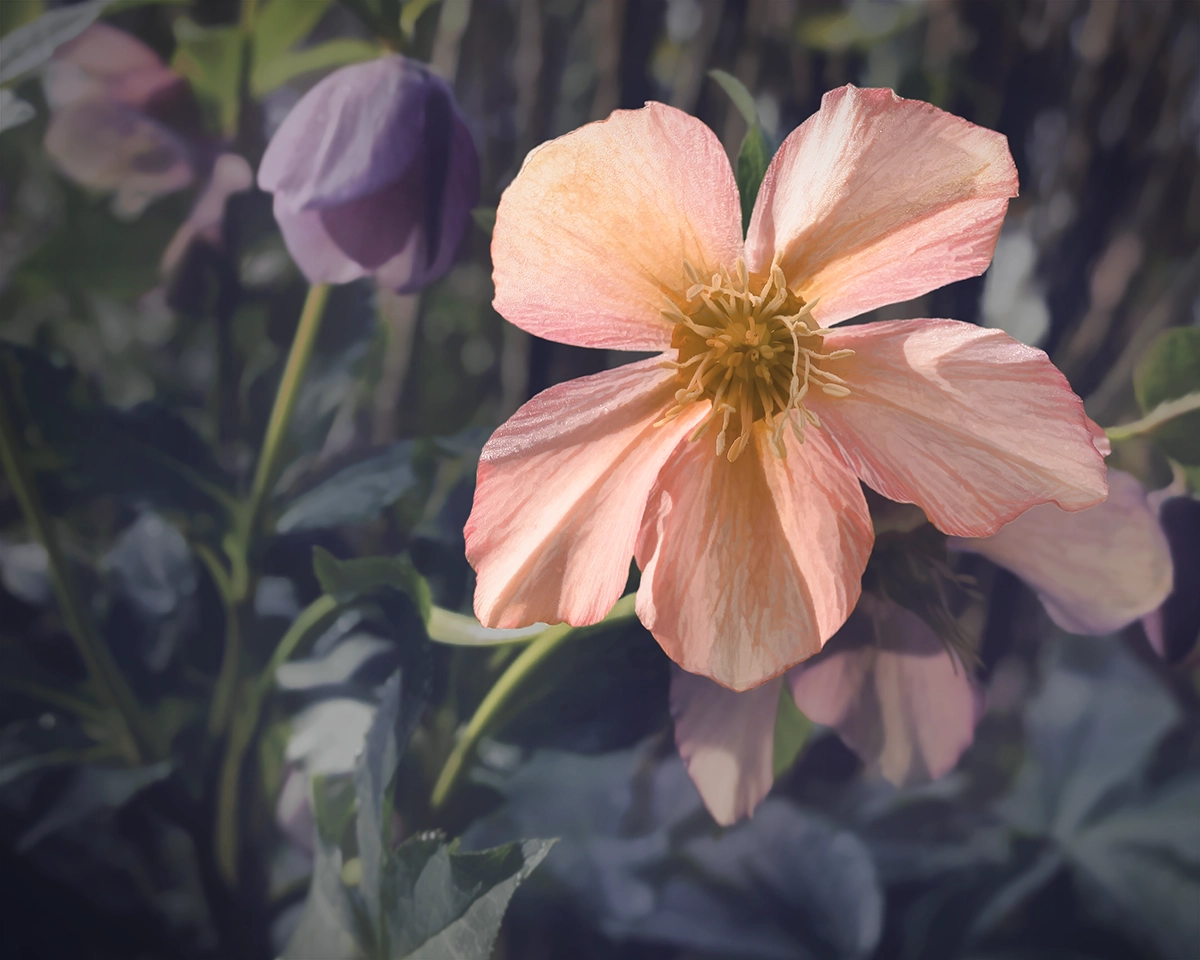 Peach hellebore close-up