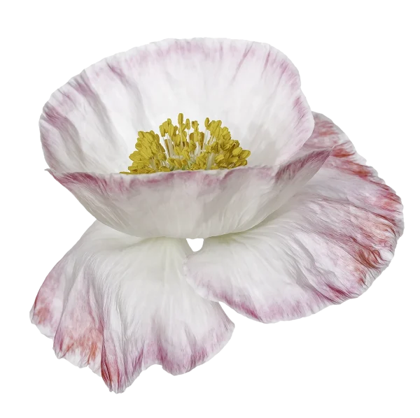 White poppy flower with pink edges, bright high key background, New Zealand botanical photography