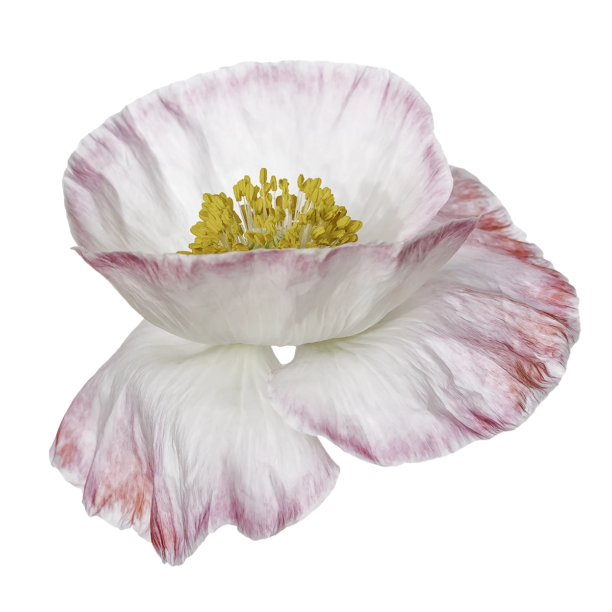 White poppy flower with pink edges, bright high key background, New Zealand botanical photography