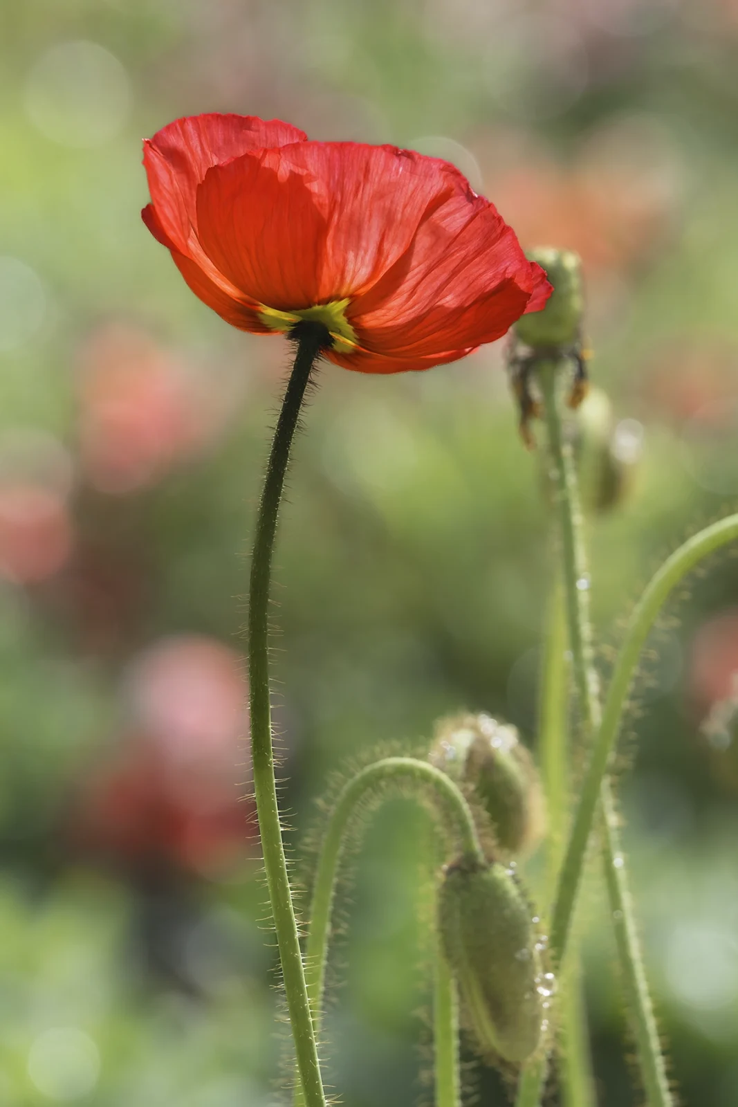 Red poppy in sunlight