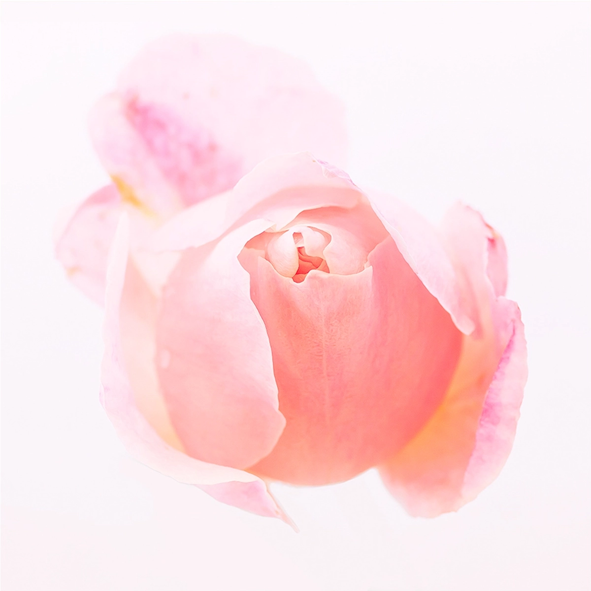 Pale pink rose