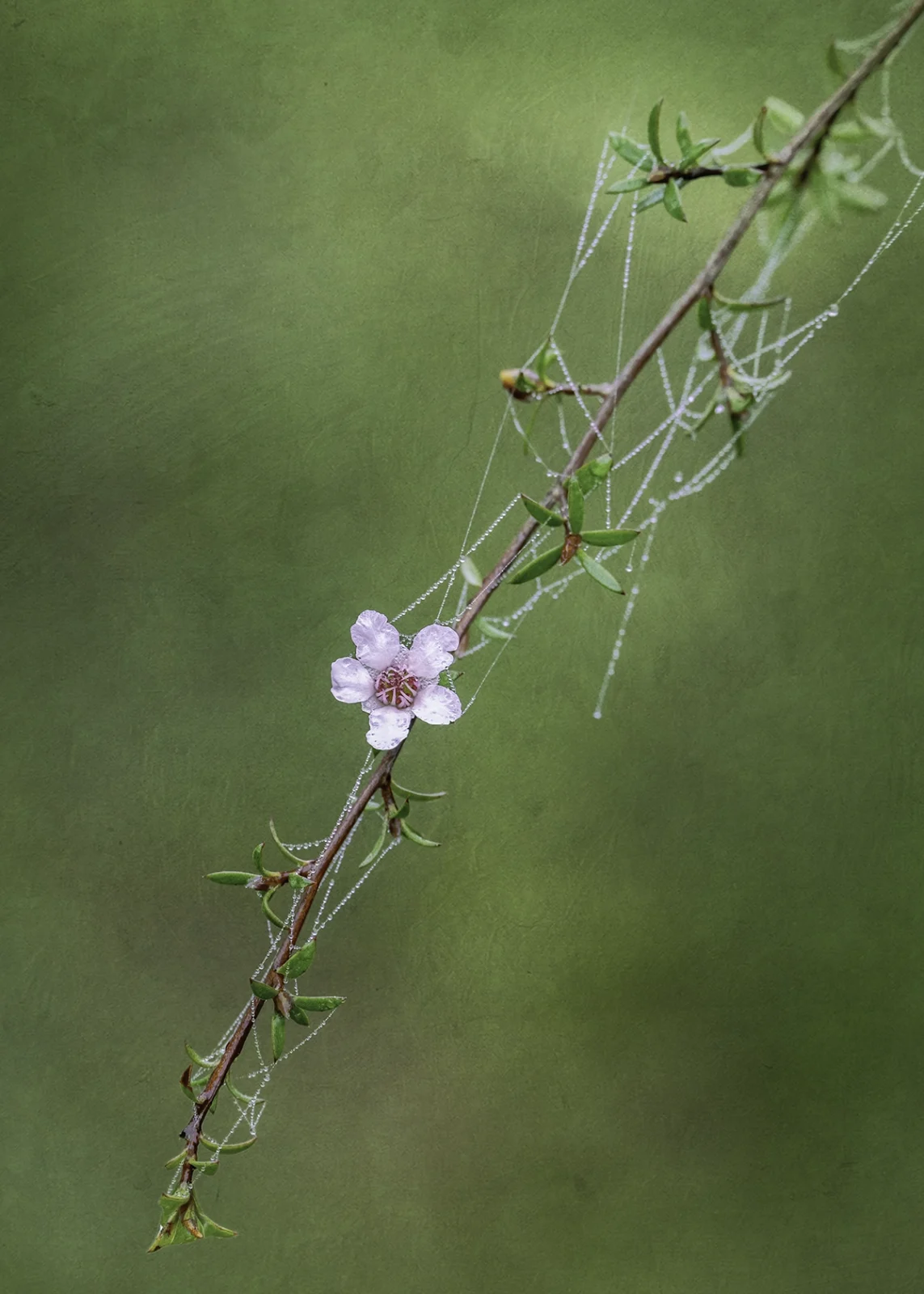 Single flower minimal background