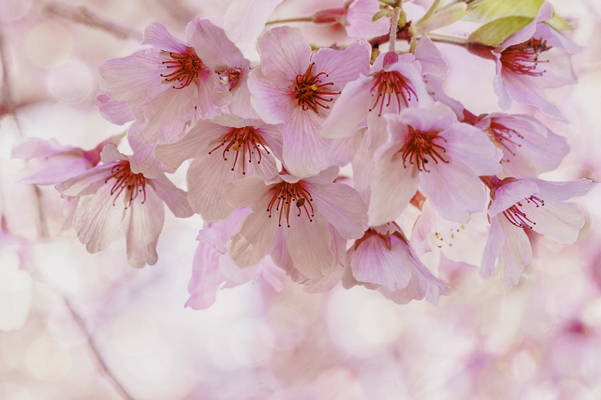 Spring tree blossoms close-up