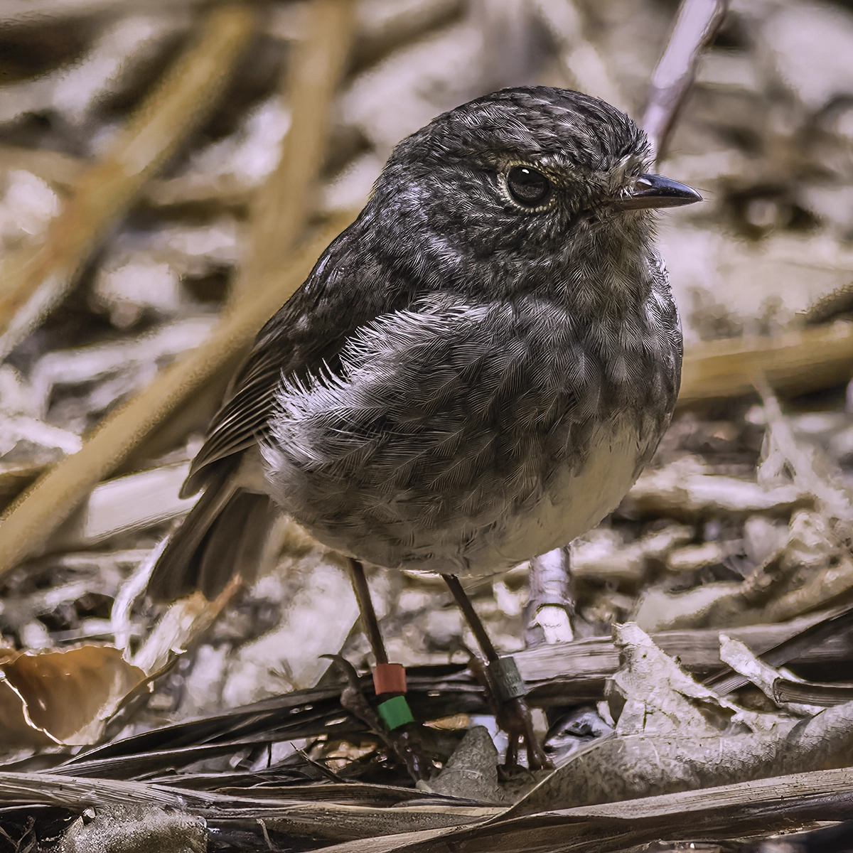 North Island Robin (Toutouwai) perched on leaf-covered forest floor, New Zealand nature photography