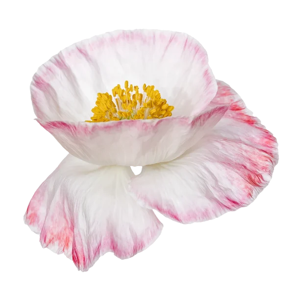 White poppy flower with pink edges, bright high key background, New Zealand botanical photography