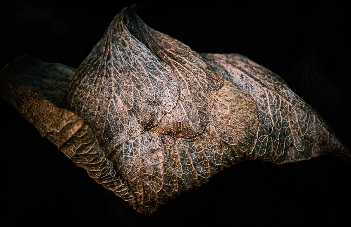 Winter flower macro of dried hydrangea with dark background, showing vein details