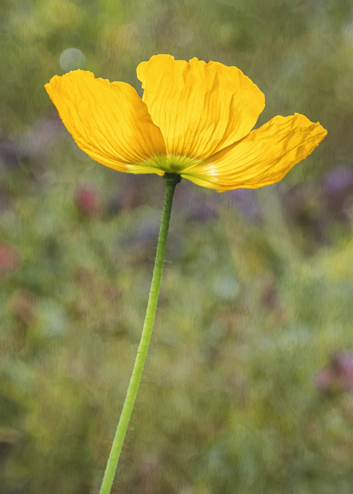 Yellow poppy in sunlight