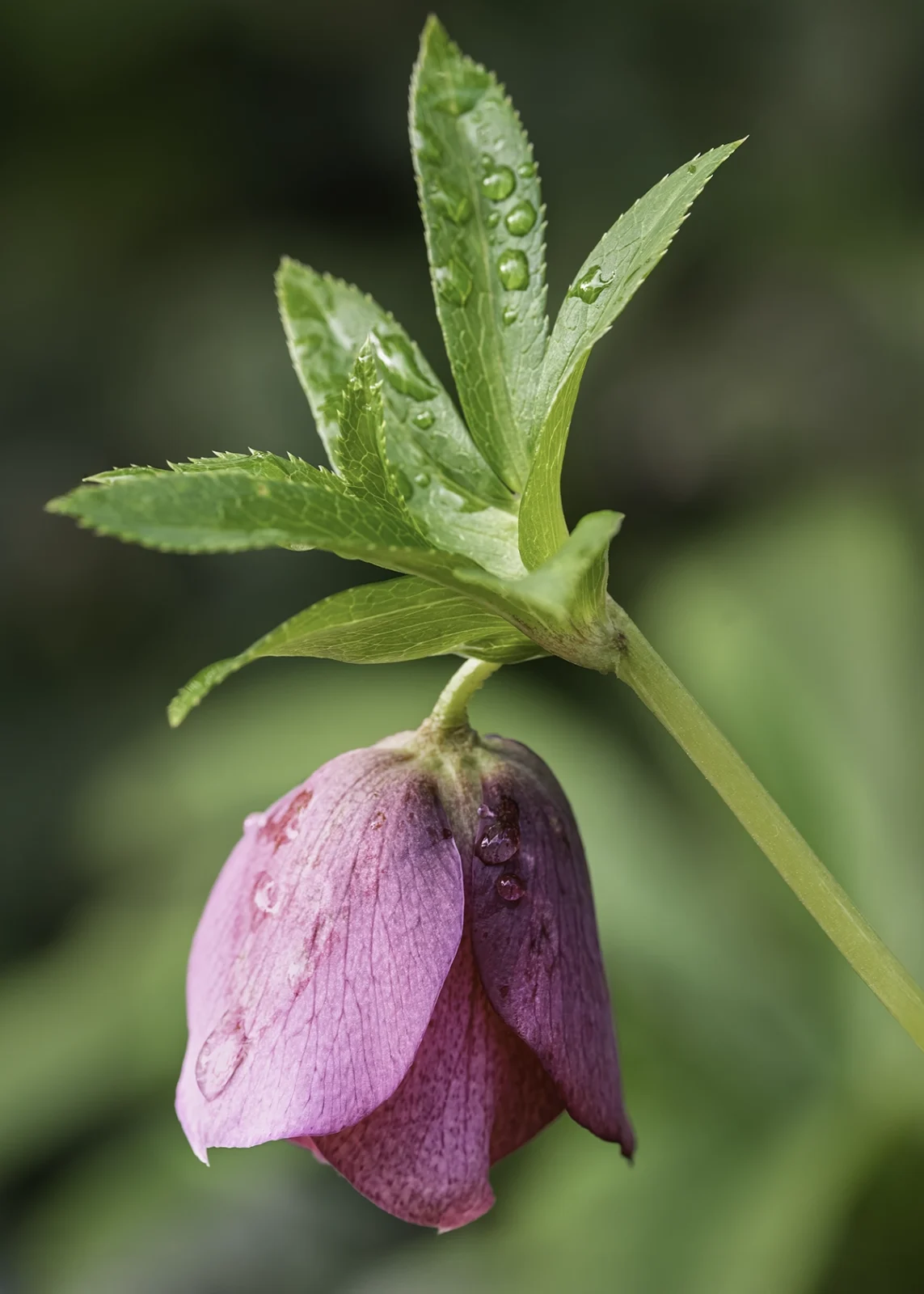 Hellebore flower with raindrops
