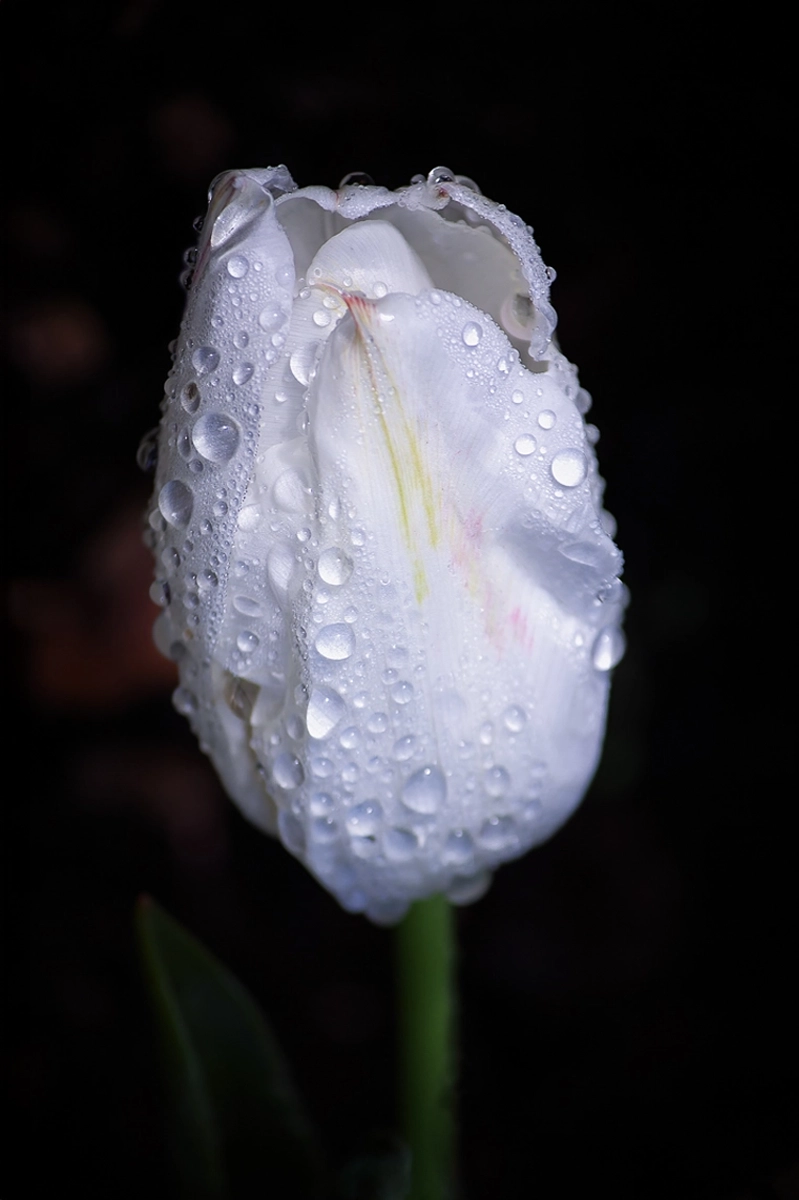 White tulip macro after rain