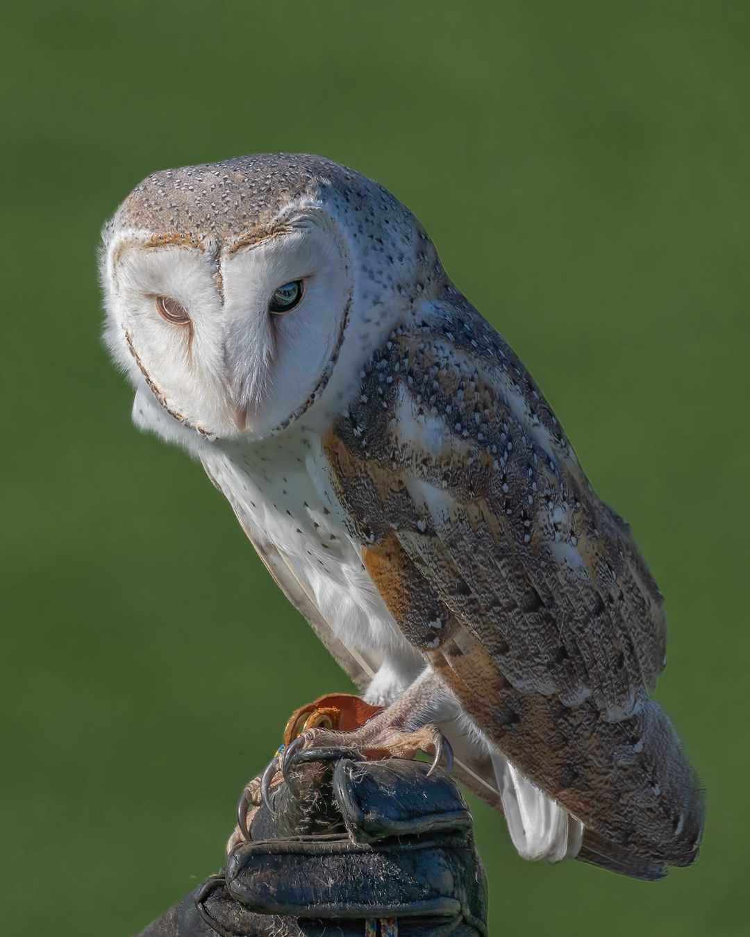 Barn Owl (Tyto alba) perched on handler’s glove, New Zealand bird photography