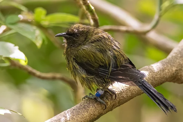 New Zealand Bellbird Korimako (Anthornis melanura) with wet ruffled feathers perched in a tree