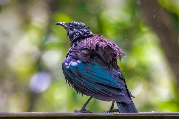 New Zealand Tūī (Prosthemadera novaeseelandiae) having a bath with water spray around the bird