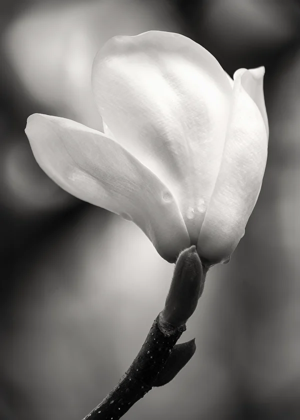 Black and White Magnolia – White Magnolia Flower with Raindrops on Stem and Petals