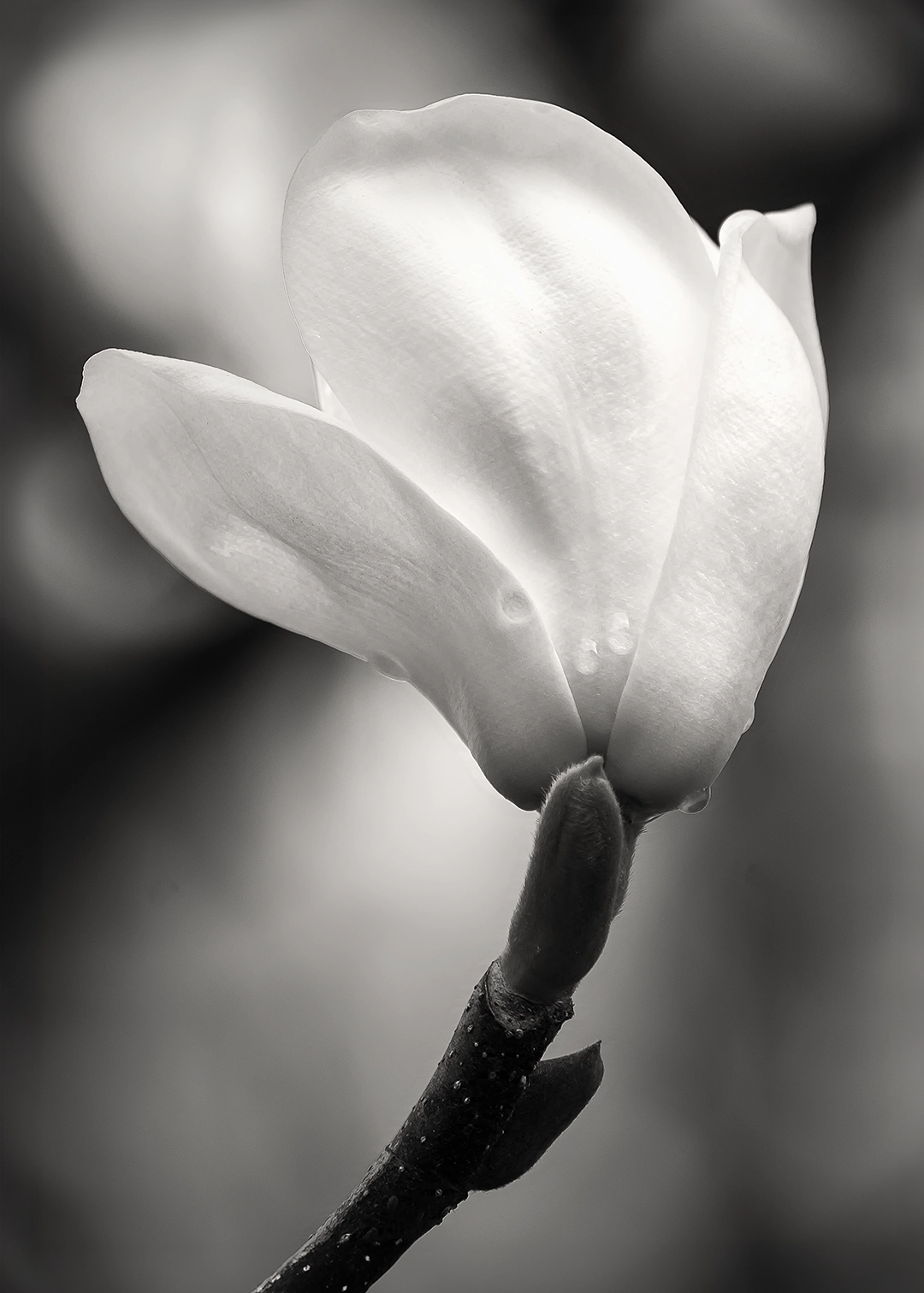 Black and White Magnolia – White Magnolia Flower with Raindrops on Stem and Petals