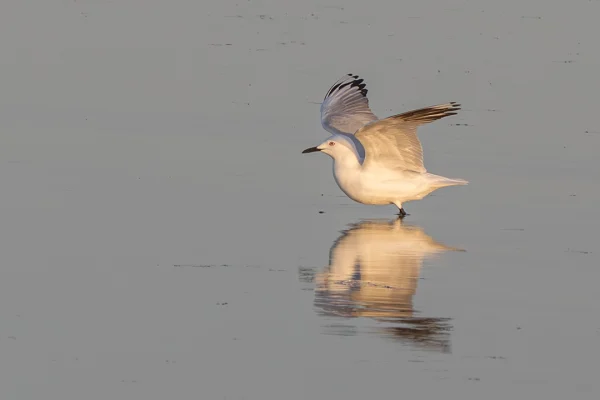 Black-billed Gull (Tarāpuka, Chroicocephalus bulleri) taking off from beach with reflection in shallow water, New Zealand bird photography