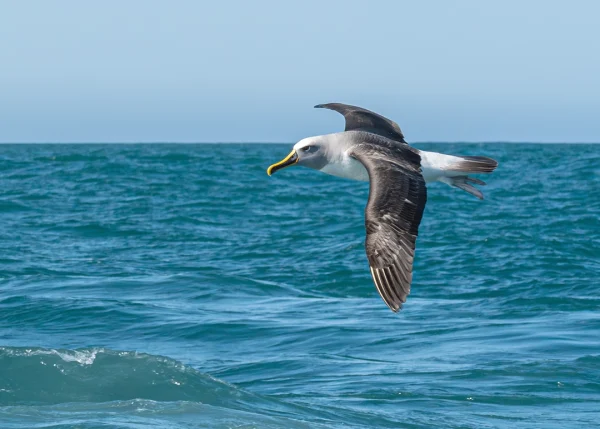 Buller’s Mollymawk (Toroa, Thalassarche bulleri) flying over the sea, New Zealand bird photography
