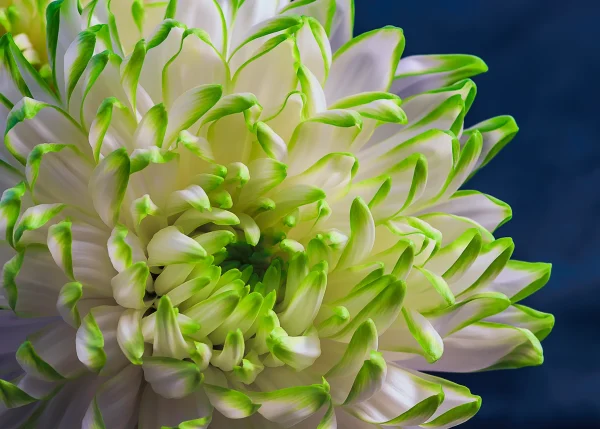 Chrysanthemum – Close-Up Macro of White Flower with Green Tips Against Dark Blue Background