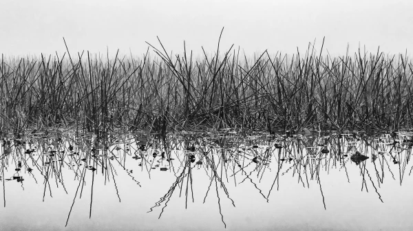 Foggy Morning Reeds – Black and White Long Exposure of Reeds Reflected in Still Water