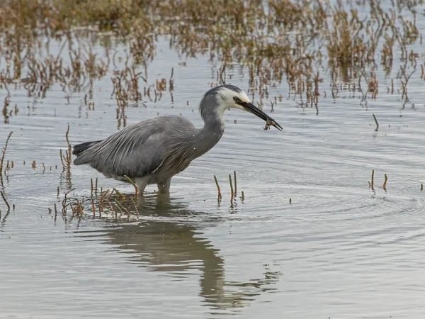 White-faced Heron feeding in shallow water at early morning, soft light reflection, New Zealand bird photography