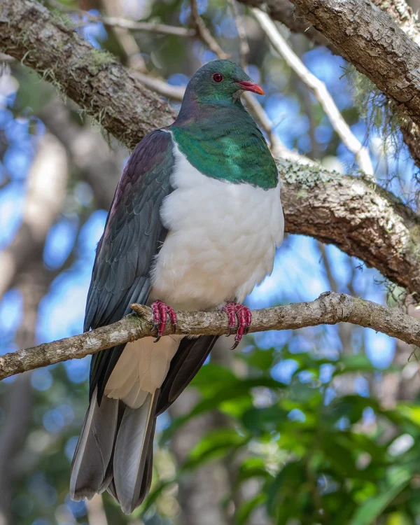New Zealand Wood Pigeon Kererū (Hemiphaga novaeseelandiae) in early morning sun high in a tree