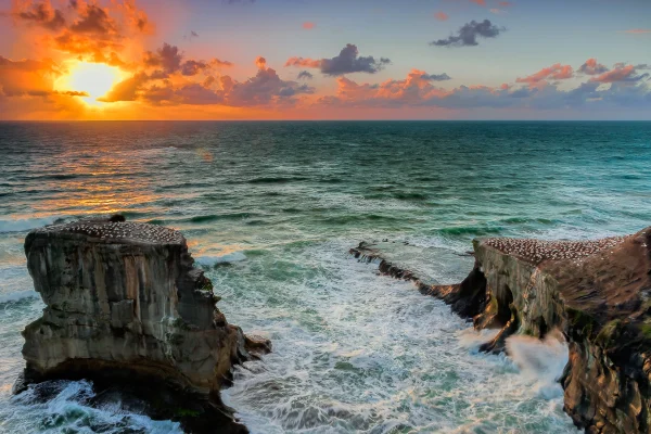 Sunset at Muriwai Gannet Colony – Clifftop View Over Colony, Ocean, and Setting Sun