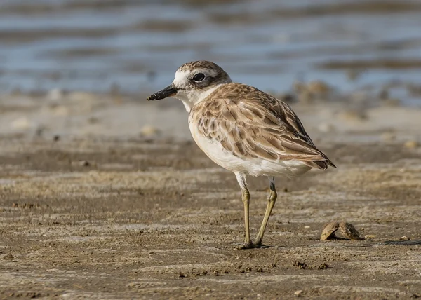 New Zealand Dotterel (Tūturiwhatu) on sandy shore, native shorebird photography