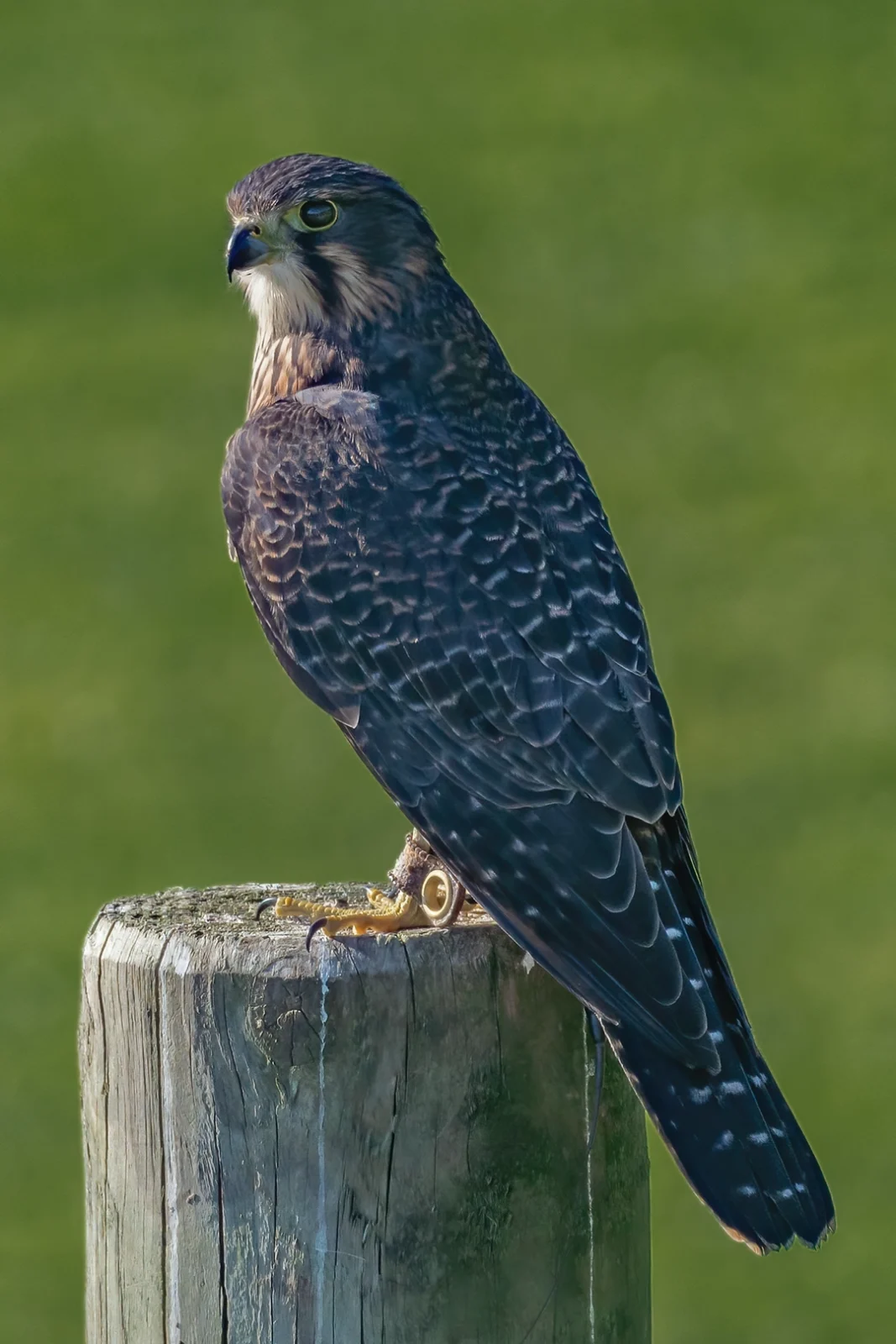 New Zealand Falcon (Kārearea, Falco novaeseelandiae) perched on a post, New Zealand bird photography