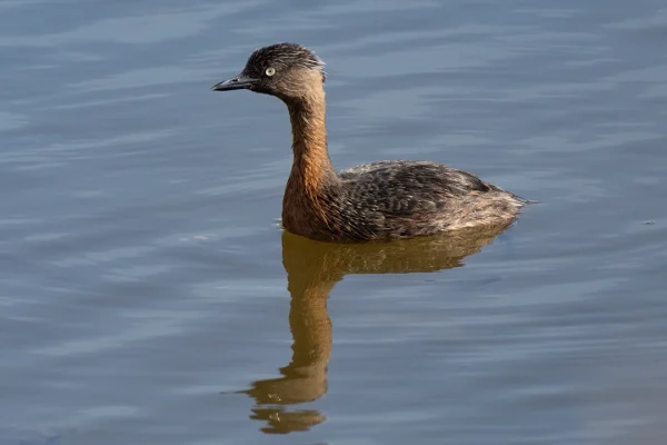 New Zealand Dabchick (Weweia, Poliocephalus rufopectus) swimming on a lake, New Zealand bird photography