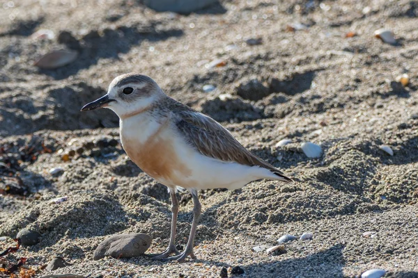 New Zealand Dotterel Tūturiwhatu (Charadrius obscurus) running on the beach in breeding plumage