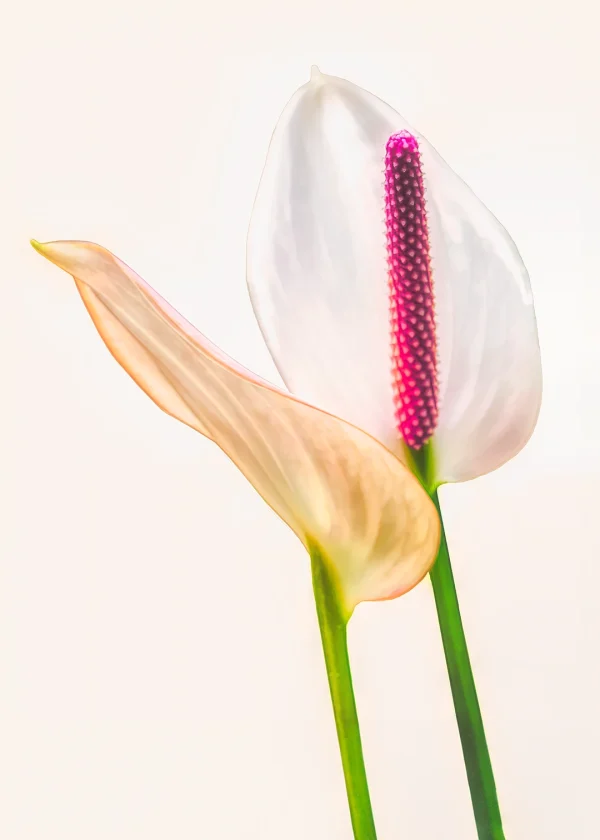 Peace Lily – Two White Flowers on Cream Background with Reddish Pink Stamen