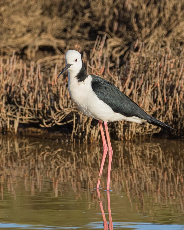 Pied Stilt (Himantopus leucocephalus) wading in shallow water feeding in late afternoon, New Zealand bird photography