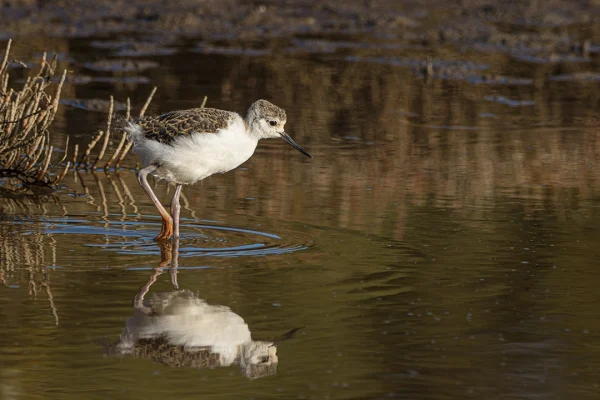 Fluffy Pied Stilt Chick (Himantopus leucocephalus) wading in shallow water feeding in late afternoon, New Zealand bird photography