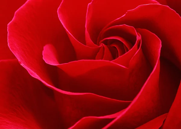 Red Rose – Close-Up of Rose Centre Swirl with Petals Filling the Frame
