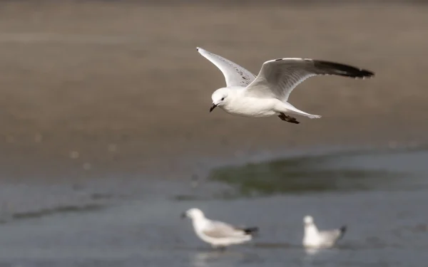 Seagull Flying into the Shore – Black-Billed Gull in Flight with Two Gulls on Water