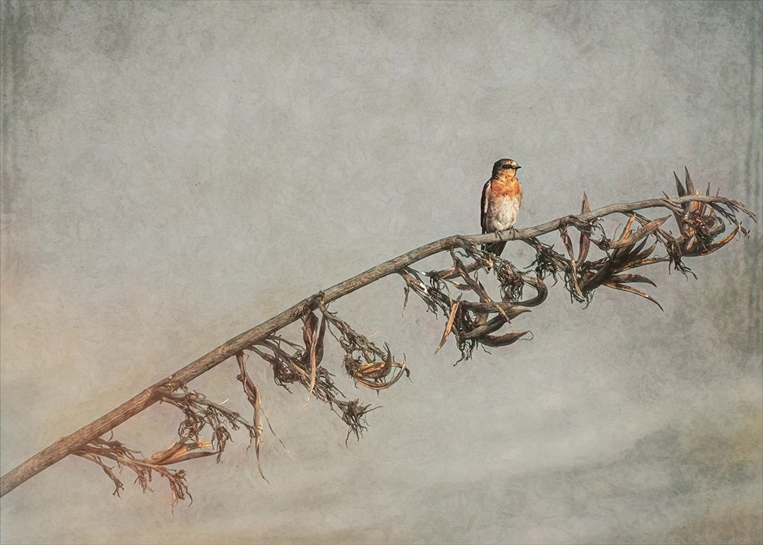 Swallow (Hirundo rustica) perched on flax with artistic textured background, New Zealand bird photography
