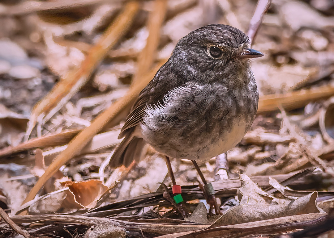 North Island Robin (Toutouwai, Petroica longipes) on leaf-covered bush floor, New Zealand bird photography