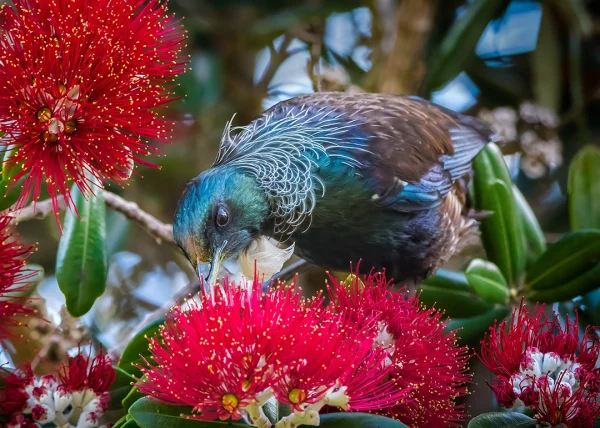 Tūī (Prosthemadera novaeseelandiae) feeding in a pōhutukawa tree, New Zealand bird photography