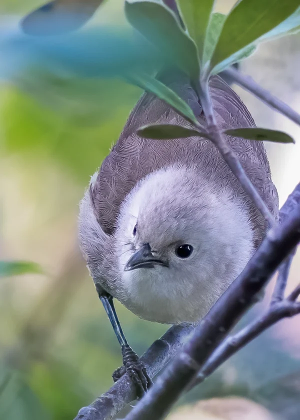 Whitehead (Pōpokotea, Mohoua albicilla) peeking through leaves in a tree, New Zealand bird photography
