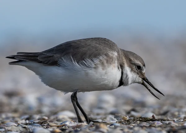 Wrybill (Ngutu pare, Anarhynchus frontalis) side view feeding on shelly shore, New Zealand bird photography