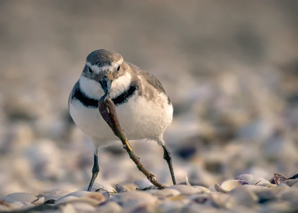 Wrybill (Ngutu pare, Anarhynchus frontalis) front view pulling a worm at sunrise on shelly beach, New Zealand bird photography