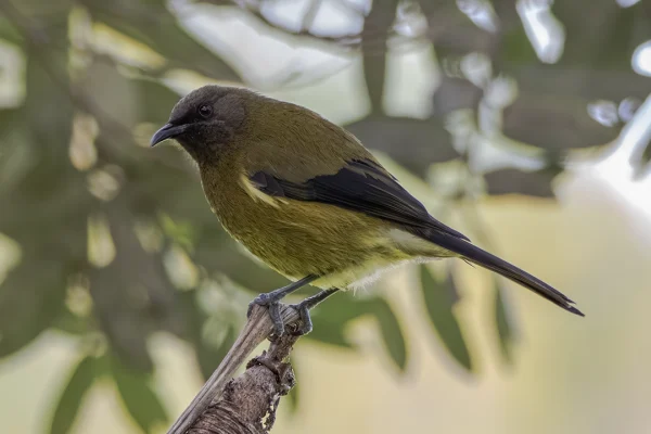 New Zealand Bellbird Korimako (Anthornis melanura) perched in the trees, native bird photography Keyphrase