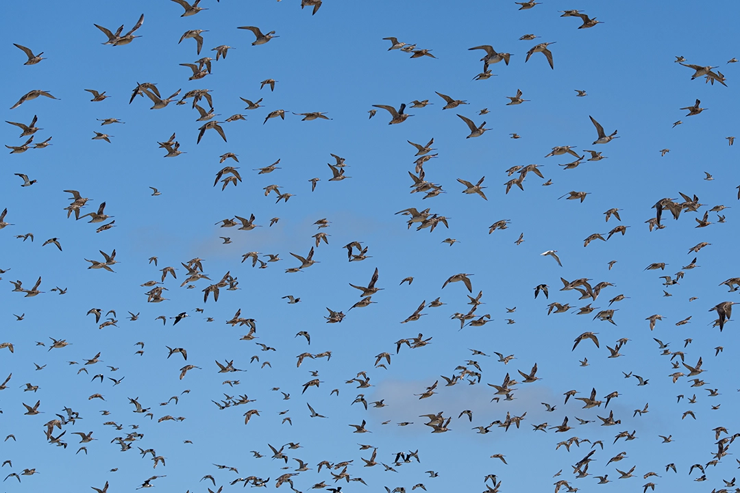 Bar tailed godwits flying overhead at Pukorokoro Miranda
