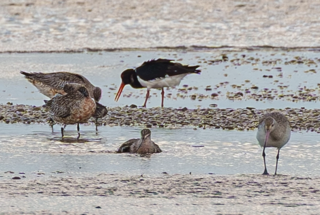 Kaiaua bird photography watching the bar tailed godwits