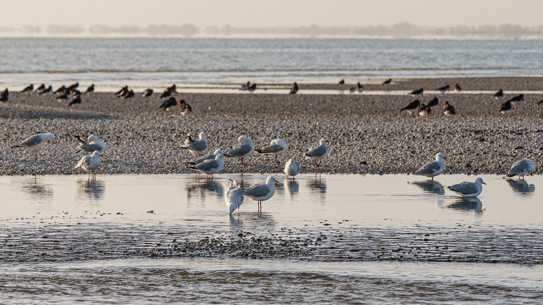 Photographing birds at Kaiaua