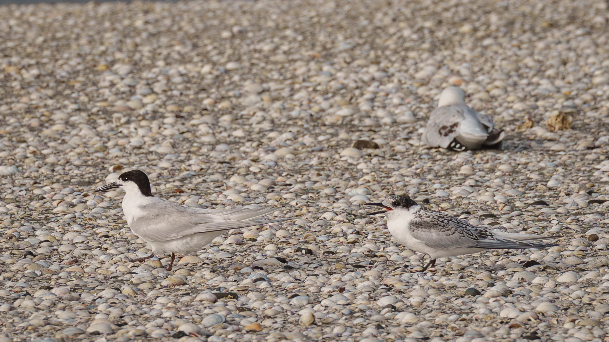 Kaiaua bird photography A Juvenile white fronted tern squawks at the mother
