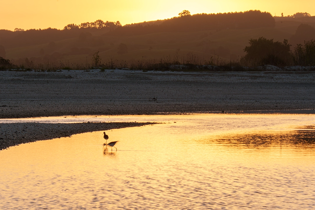 Bird Photography at Kaiaua in the sunset